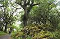 Killarney - Walking on Brickeen Island