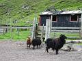 Schafe am Leynavatn