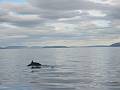 Whalewatching in Husavik