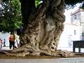 Los Llanos, Lorbeerbaum auf der Plaza de España